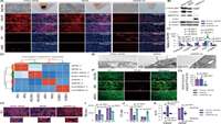 ستاد فرهنگسازی اقتصاد دانش بنیان Direct conversion of human umbilical cord mesenchymal stem cells into retinal pigment epithelial cells for treatment of retinal degeneration