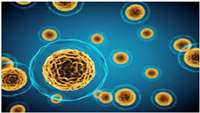 ستاد فرهنگسازی اقتصاد دانش بنیان Mesenchymal stem cell suppresses the efficacy of CAR-T toward killing lymphoma cells by modulating the microenvironment through stanniocalcin-1