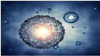 ستاد فرهنگسازی اقتصاد دانش بنیان Scientists Create Monkey Embryo from Stem Cells