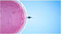 ستاد فرهنگسازی اقتصاد دانش بنیان Stem Cell Therapy May Restore Fertility After Ovarian Failure