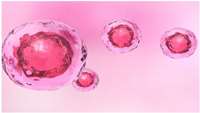 ستاد فرهنگسازی اقتصاد دانش بنیان Allogeneic Stem Cell Therapy Market Research Reports, Growth Opportunity, Regional Analysis 2019-2027