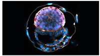 ستاد فرهنگسازی اقتصاد دانش بنیان UT Southwestern stem cell biologists develop embryo model