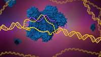 ستاد فرهنگسازی اقتصاد دانش بنیان Three Ways CRISPR Is Making Animal Research Models More Predictiv