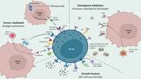 ستاد فرهنگسازی اقتصاد دانش بنیان Advances in NK cell therapy for brain tumors