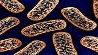 ستاد فرهنگسازی اقتصاد دانش بنیان  In a first, children with rare genetic diseases get mitochondrial transplants from their mothers