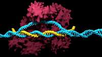 ستاد فرهنگسازی اقتصاد دانش بنیان New killer CRISPR system is unlike any scientists have seen