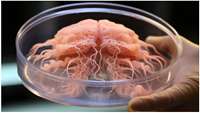 ستاد فرهنگسازی اقتصاد دانش بنیان Lab-Grown Human Brain Organoids Go Animal-Free