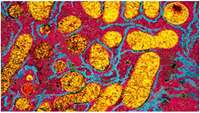 ستاد فرهنگسازی اقتصاد دانش بنیان Strand-selective base editing of human mitochondrial DNA using mitoBEs