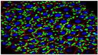 ستاد فرهنگسازی اقتصاد دانش بنیان A new organelle has been found in cells