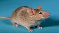 ستاد فرهنگسازی اقتصاد دانش بنیان Scientists create mice with two fathers after making eggs from male cells