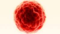 ستاد فرهنگسازی اقتصاد دانش بنیان Cancer stem cells use normal genes in abnormal ways