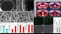 ستاد فرهنگسازی اقتصاد دانش بنیان Researchers create new programmed shape-morphing scaffolds enabling facile 3-D endothelialization