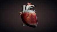 ستاد فرهنگسازی اقتصاد دانش بنیان Scientists use stem cells to grow a BEATING human heart muscle for the first time ever