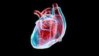 ستاد فرهنگسازی اقتصاد دانش بنیان Intramyocardial angiogenetic stem cells and epicardial erythropoietin save the acute ischemic heart