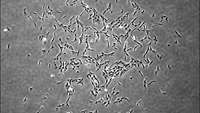 ستاد فرهنگسازی اقتصاد دانش بنیان Researchers identify human skeletal stem cells