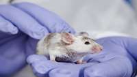 ستاد فرهنگسازی اقتصاد دانش بنیان Researchers develop more efficient approach to create mouse models