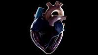 ستاد فرهنگسازی اقتصاد دانش بنیان Stem Cells Renew Heart Function in Primates with Cardiac Failure 