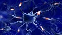 ستاد فرهنگسازی اقتصاد دانش بنیان Proteins stand up to nerve cell regression