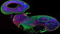 ستاد فرهنگسازی اقتصاد دانش بنیان    OP07 Analysing intestinal organoids in a multi-omics, systems biology framework to investigate functional processes affected in Crohn’s disease due to autophagy impairment