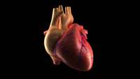 ستاد فرهنگسازی اقتصاد دانش بنیان Changing what heart cells eat could help them regenerate