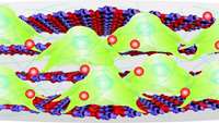 ستاد فرهنگسازی اقتصاد دانش بنیان Researchers advance stem cell therapy with biodegradable scaffold