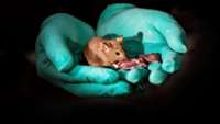 ستاد فرهنگسازی اقتصاد دانش بنیان Scientists in China engineer baby mice from same-sex parents