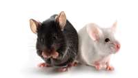 ستاد فرهنگسازی اقتصاد دانش بنیان Mouse model aids study of immunomodulation