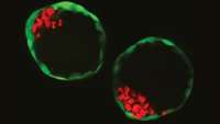 ستاد فرهنگسازی اقتصاد دانش بنیان Scientists build synthetic embryos