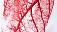 ستاد فرهنگسازی اقتصاد دانش بنیان Vascugen Licenses Stem Cell Technology for Blood Vessel Regeneration Developed at IU School of Medicine