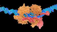 ستاد فرهنگسازی اقتصاد دانش بنیان Multiplexed genome engineering by Cas12a and CRISPR arrays encoded on single transcripts