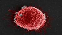 ستاد فرهنگسازی اقتصاد دانش بنیان Engineered cancer cells can fight primary and metastatic cancer