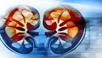 ستاد فرهنگسازی اقتصاد دانش بنیان Gene therapy method developed to target damaged kidney cells