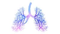 ستاد فرهنگسازی اقتصاد دانش بنیان First lung map uncovers new insights into asthma