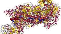 ستاد فرهنگسازی اقتصاد دانش بنیان Blunting CRISPRs scissors gives new insight into autoimmune disorders