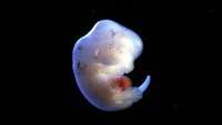 ستاد فرهنگسازی اقتصاد دانش بنیان Japan approves first human-animal embryo experiments