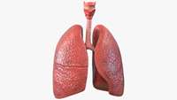 ستاد فرهنگسازی اقتصاد دانش بنیان New study makes strides towards generating lung tissue