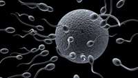 ستاد فرهنگسازی اقتصاد دانش بنیان New insights on sperm production lay groundwork for solving male infertility