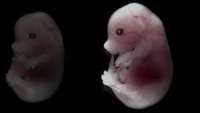 ستاد فرهنگسازی اقتصاد دانش بنیان Early mouse fetuses generated without sperm or eggs for first time