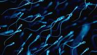 ستاد فرهنگسازی اقتصاد دانش بنیان Researchers use sperm to deliver cancer drugs to tumors