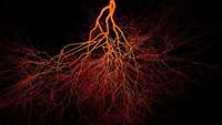 ستاد فرهنگسازی اقتصاد دانش بنیان    We’ve discovered a new type of blood vessel in our bones