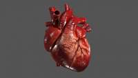 ستاد فرهنگسازی اقتصاد دانش بنیان A 3D model of a human heart ventricle