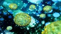 ستاد فرهنگسازی اقتصاد دانش بنیان Immune find could aid stem cell therapy quest