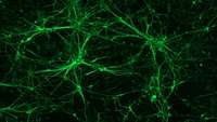 ستاد فرهنگسازی اقتصاد دانش بنیان Study Reveals new Mechanisms Regulating Neural Stem Cells