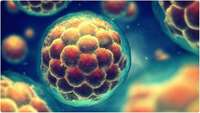 ستاد فرهنگسازی اقتصاد دانش بنیان Researchers identify protein essential for making stem cells