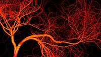 ستاد فرهنگسازی اقتصاد دانش بنیان Adult endothelial stem cells can make fully functional blood vessels