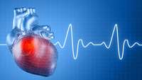 ستاد فرهنگسازی اقتصاد دانش بنیان Immune cells unexpectedly help the heart keep its beat