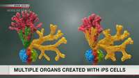 ستاد فرهنگسازی اقتصاد دانش بنیان Multiple organs produced at once with iPS cells