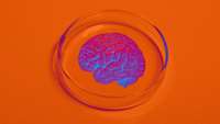 ستاد فرهنگسازی اقتصاد دانش بنیان Brain waves detected in mini-brains grown in a dish