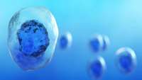 ستاد فرهنگسازی اقتصاد دانش بنیان New Technology Could Aid Stem Cell Transplantation Research