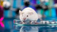 ستاد فرهنگسازی اقتصاد دانش بنیان Early mouse fetuses generated without sperm or eggs for first time